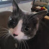 robin_laverdure
